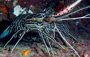 Maldives 2021 - Langouste peinte - Painted rock lobster - Panulirus versicolor - DSC00691_rc